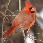 Keeping Up With the Tradition – Christmas Bird Count