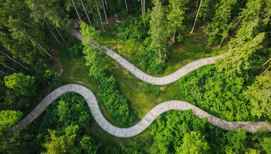 Overhead view of Toronto Zoo's nature trail meandering through forest canopy