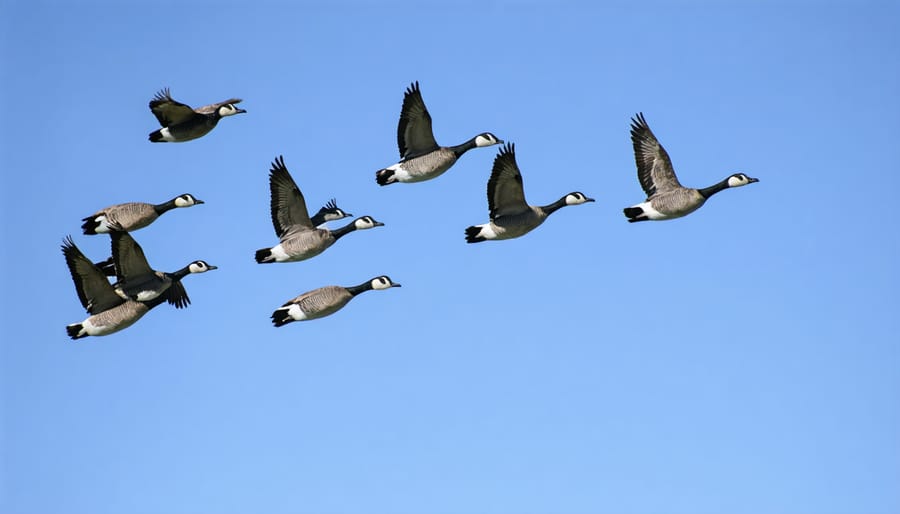 Canadian geese maintaining their distinctive V-formation during migration