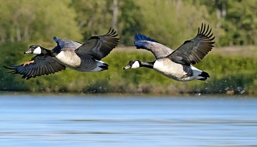 Photographer with telephoto lens photographing migrating geese at sunset