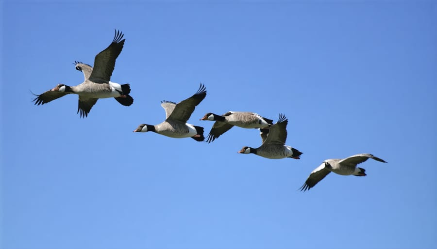 Migrating Canada geese flying in V-formation along the Lake Ontario shoreline
