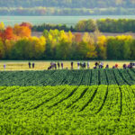 Taste Ontario’s Farm-to-Fork Adventure: Your Eco-Friendly Food Journey