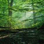Ghost Stories and Hidden History: Ontario Parks’ Most Fascinating Tales