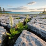Walking on Ancient Seas: Ontario’s Living Limestone Landscapes